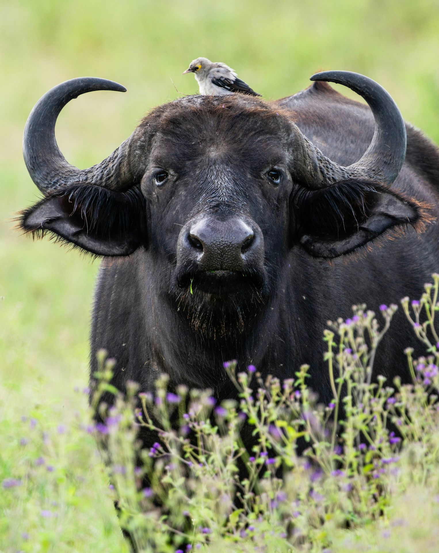 a black bull with horns and a bird on its back